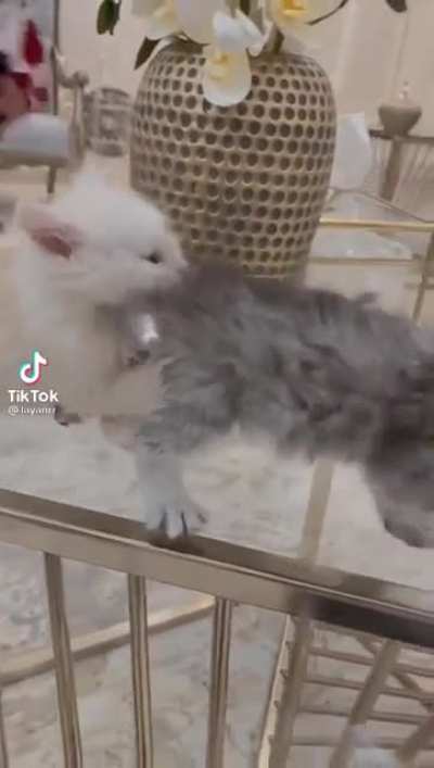 Poor little meow meow