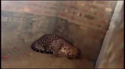 Cheetah inside a building