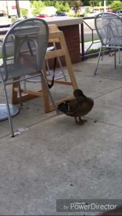 Turbo duck