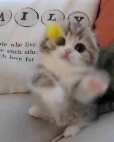 Cuteness Overloaded