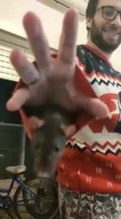 Pss... hey want a rat?