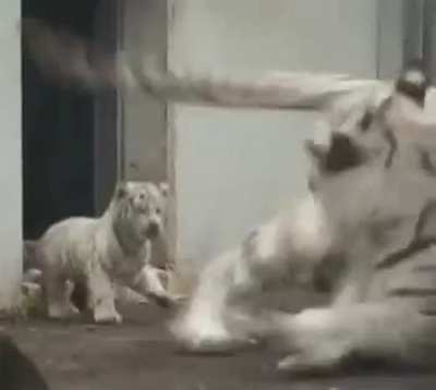 Baby tiger sneaks up on it's mom
