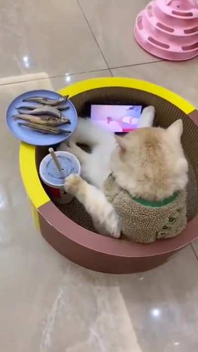 Thisismylifemeow