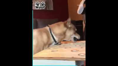 Are dogs allowed?