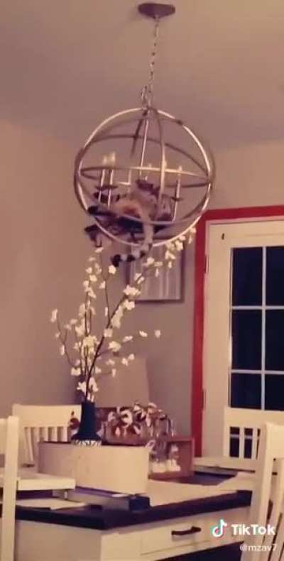 This cat is very naughty