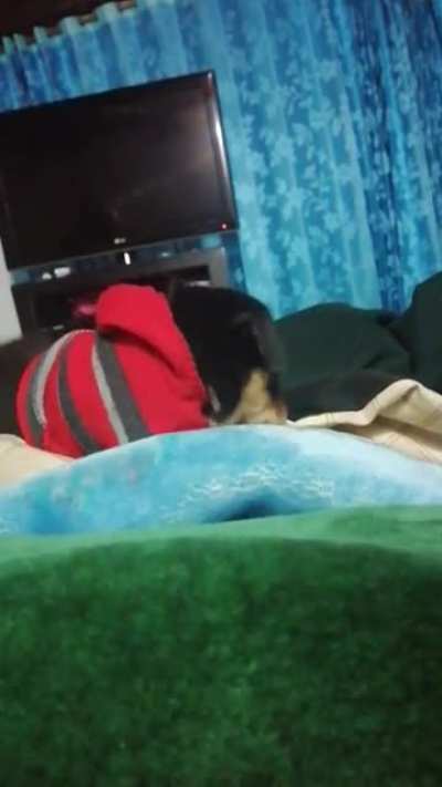 That time a vicious rottweiler ate my face