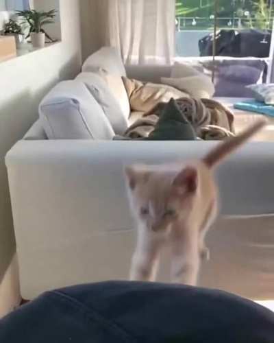 Bonk