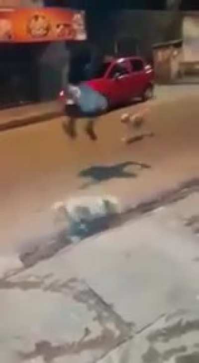 Those dogs had no idea that i have been watching naruto