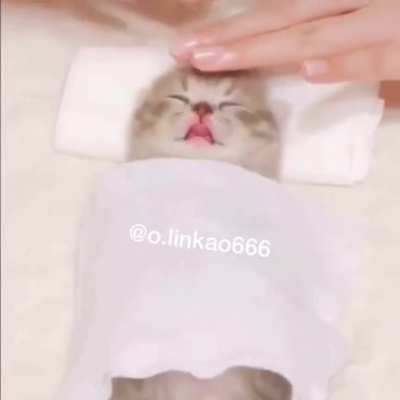 Spar pra gatos 👌