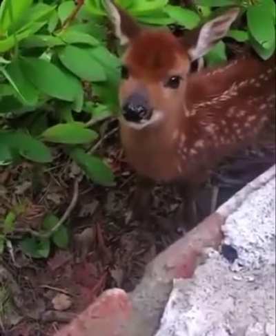 :v