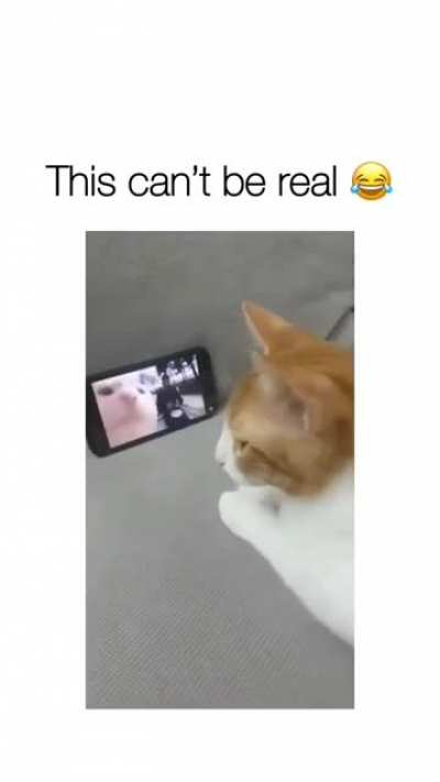 Vibing Cats