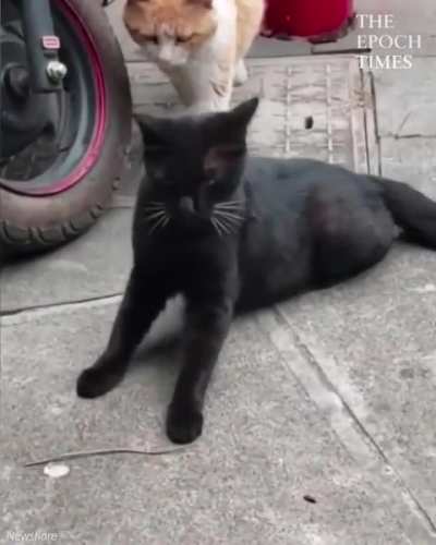 Cat catches her sneaky partner cuddling with another feline