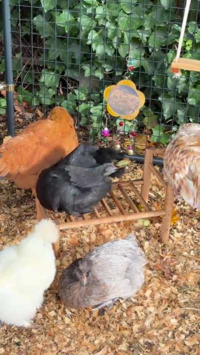 Fall chicken spa day