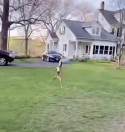 nibba dog
