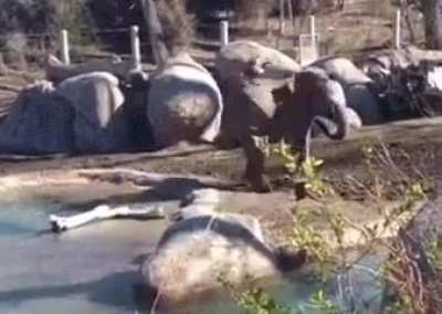 Baby Elephant Vs Goose