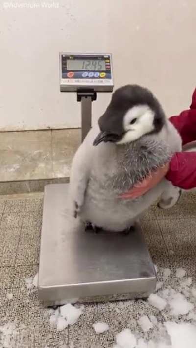 97 day old Emperor Penguin chick