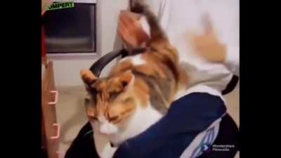 кошка насто<wbr>ящего бдсмщ<wbr>ика