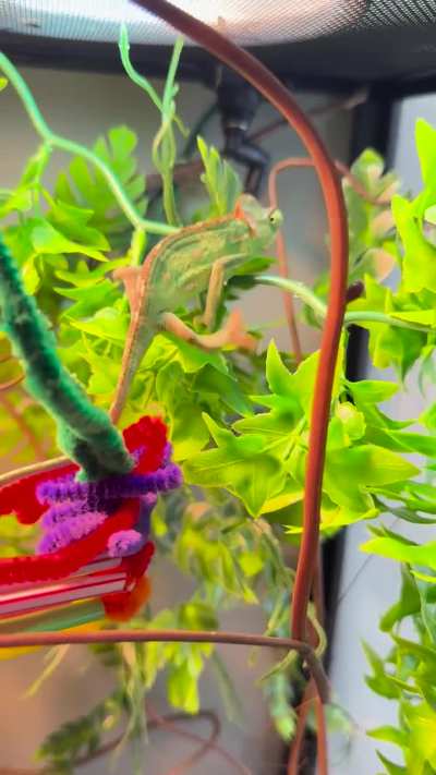 Veiled Chameleon Injury?