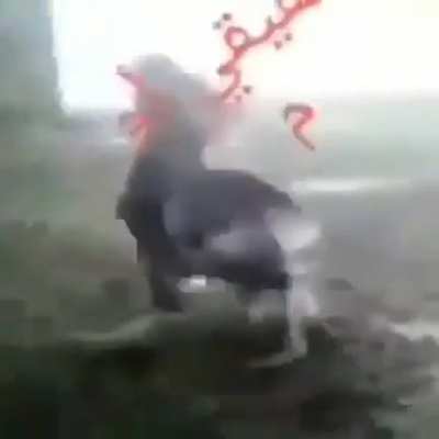 🎤🐔