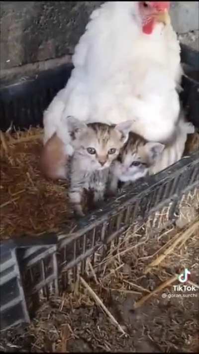 Mother hen