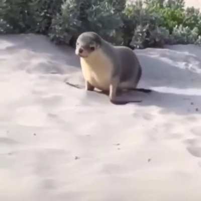 patch_goat.exe
