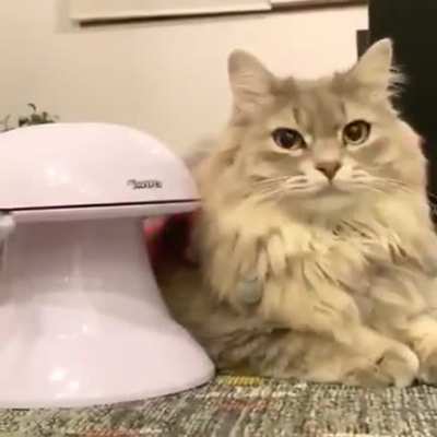 tOY vIciOUsLy mAulS unSusPecTinG CAt