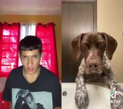 No mames el perro