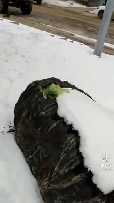 LETTUCE!
