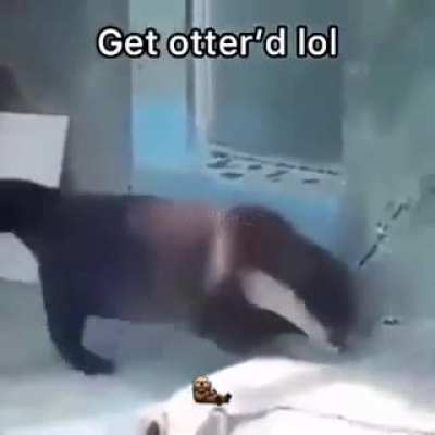 Get otter’d lol