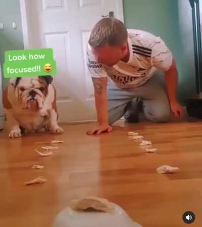 Dogs are so smart.