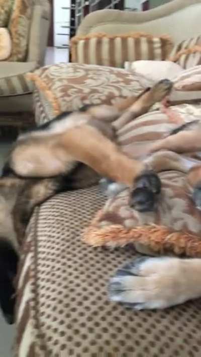 Just relaxing on the couch as usual.