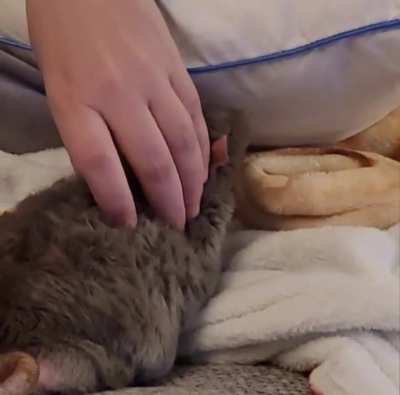 Cornelius just enjoying pets