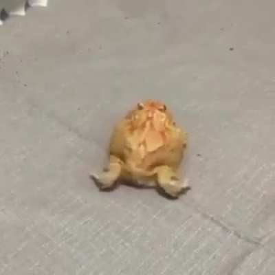 Bufos safado 😈 rebolando a raba 😏🍑 gostosinho 😋 (+18) [meme roubado desse arrombado ai u/VoltoliniDoMorrinho]