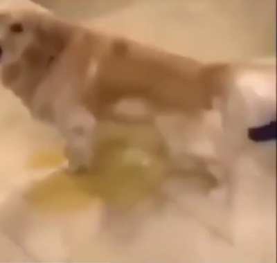 Stupid dog pissing