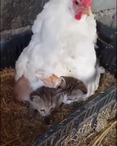 Chicken