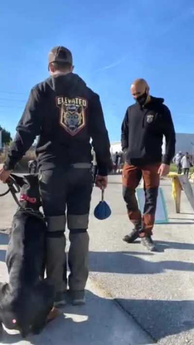Dobermans