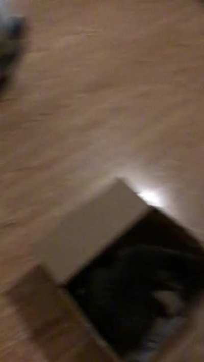 Follow up post of my cat koda, who loves being pulled in his box