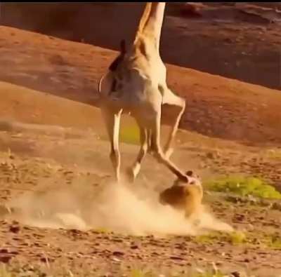 Lion Vs Giraffe