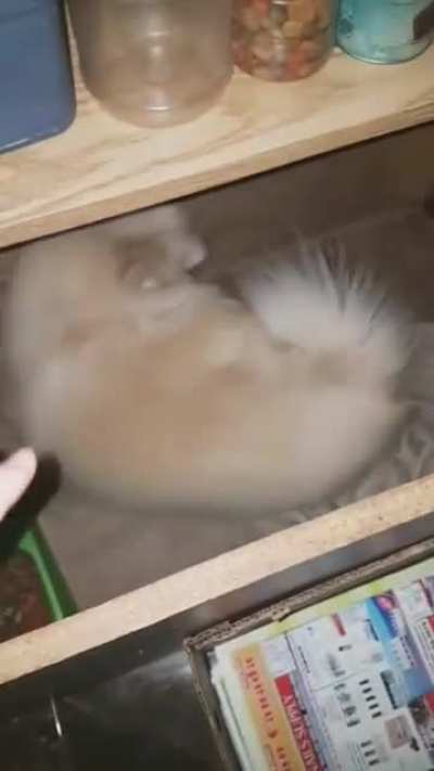 When there's a pet at a party