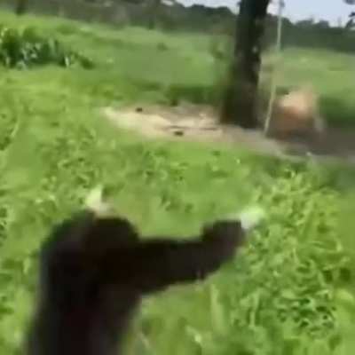 🐵🤜🤛🐵