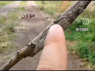 to fool a human