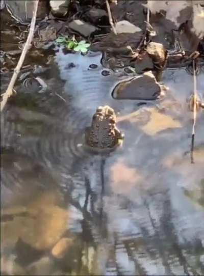 Resonant Frog. Has the same effect as a Sonic Bomb on an enemy.