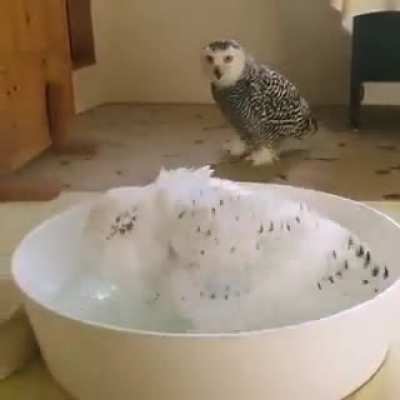 For owls’ fans