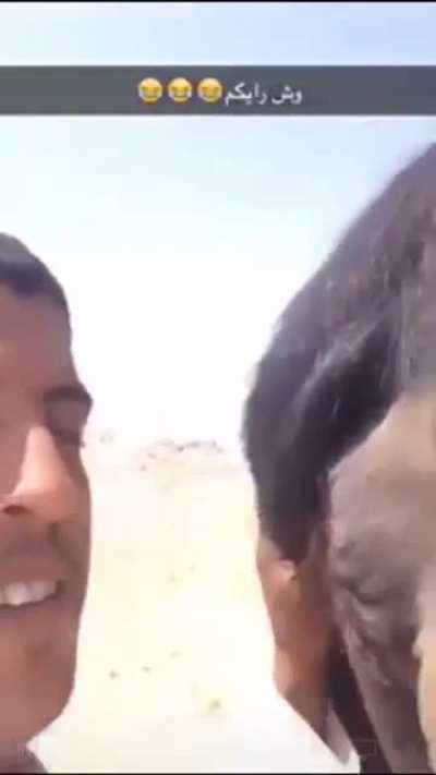 Camel haram hub dub