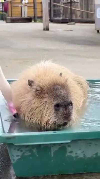 capy need to sleep