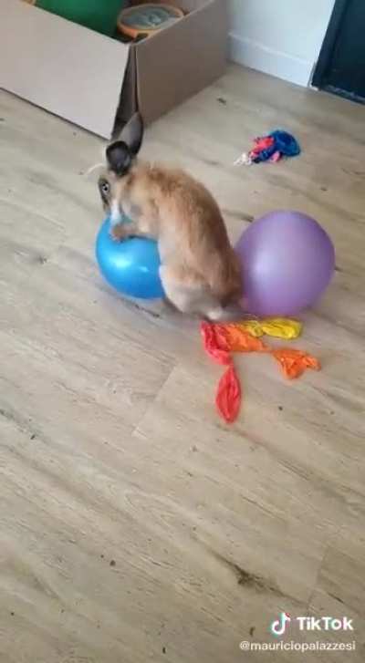 To Impregnate Several Balloons....
