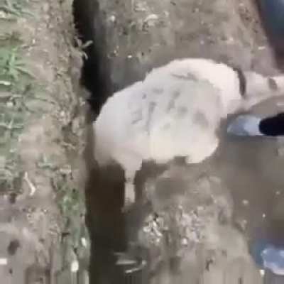 Shitadel