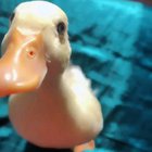Baby Duck