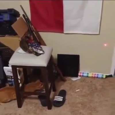 Cat Playing with a Laser