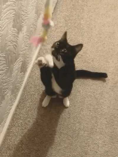 My little fellow